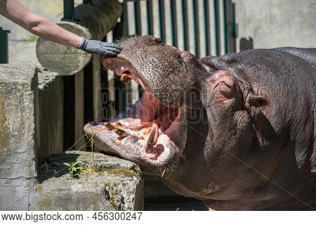 Hippo Feeding In The Zoo. Reproduction And Care Of Hippos