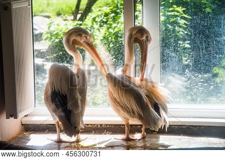 White Pelican In Riga National Zoological Garden, Zoo Mezaparks Riga Latvia Europe