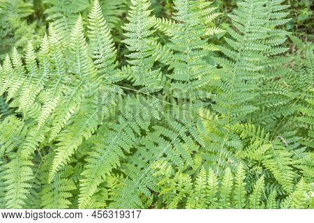 Fern Detail In The Fresh Shaded Forest.