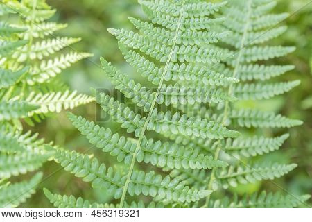 Fern Detail In Fresh The Shaded Forest.