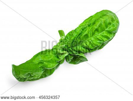 Basil Leaf Isolated On White Background. Basil Leaves  Basic Ingredient For Pesto Sauce.