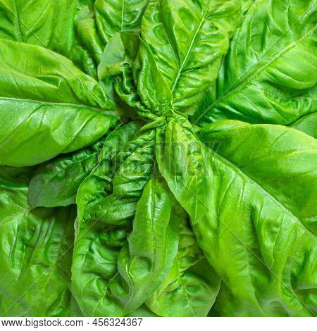 Basil Leaf Textured Background. Basil Leaves  Basic Ingredient For Pesto Sauce.