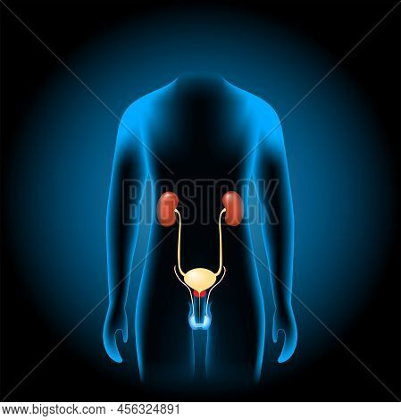 Male Genitourinary System Consists Of The Kidneys, Ureters, Bladder, Urethra And Sex Organs. Reprodu