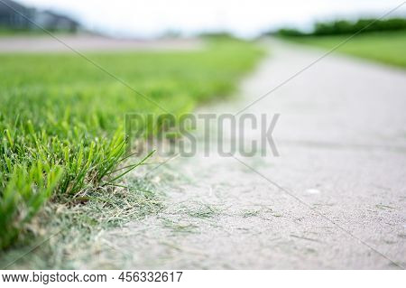 Grass Clippings Strewn Across A Residential Sidewalk After Mowing.