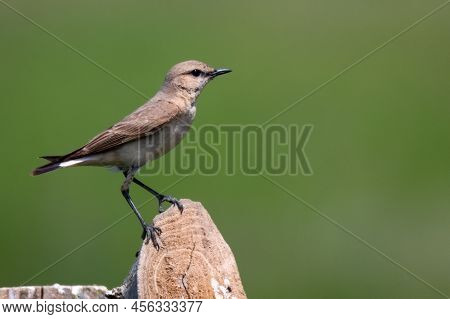 Isabelline Wheatear Or Oenanthe Isabellina In Wild