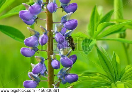 Bee Feeding From Pollen On Purple Lupins. Bee With Bright Orange Pollen Sacs Gathering Nectar To Mak