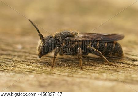 Detailed Closeup On A Cleptoparasite Female Banded Dark Bee, Stelis Punctulatissima Sitting On Wood