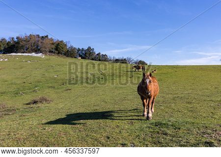 Horses In The Mountain Near Murgia (basque Country)