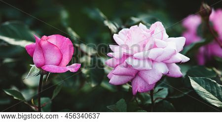 Pink Roses In The Garden, Eliza Kordes, 2004 Breed, Beautiful Flowers Outdoors