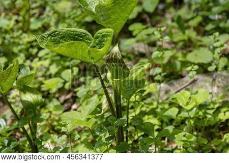 Jack In The Pulpit (arisaema Triphyllum). Native Hardy Northern Plant. It Is A Large, Cylindrical, H