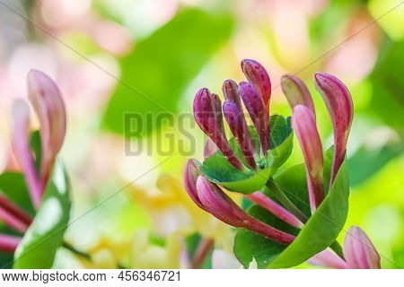 Pink Honeysuckle Buds And Flowers In The Garden. Lonicera Etrusca Santi Caprifolium,  Woodbine In Bl