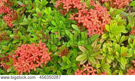 Beautiful Natural Green Leaves And Red Flower Of Santan Flower. Ixora Coccinea Plant. Nature Backgro