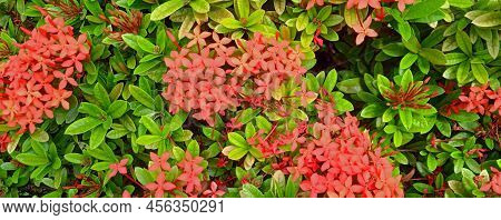 Beautiful Natural Green Leaves And Red Flower Of Santan Flower. Ixora Coccinea Plant. Nature Backgro