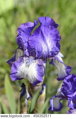 Intermediate Bearded Iris Arctic Fancy Flower In The Garden