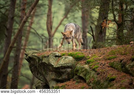 Lone Wolf Running In Autumn Forest Czech Republic