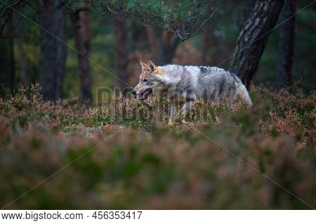 Lone Wolf Running In Autumn Forest Czech Republic