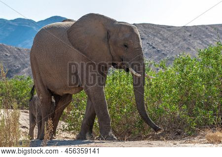 Closeup Of An African Desert Elephant - Loxodonta Africana- Wandering In The Desert In North Western