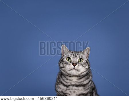 Handsome Silver Tabby Adult British Shorthair Cat, Sitting Up Facing Front. Looking Toards Camera Wi