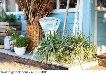 Cozy Decor Veranda At House. Facade Blue House Rustic Style. Green Plants, Dried Spikelets, Flowers 