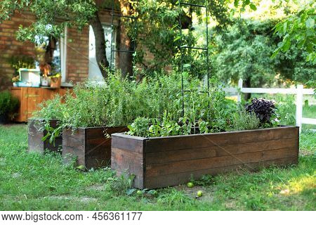 High Warm Wooden Garden Bed For Greenery In Urban Community Garden. Rustic Vegetable And Flower Gard