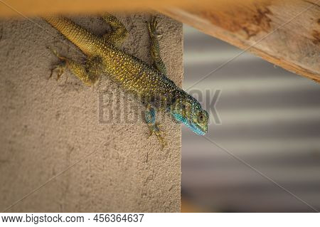 A Black Necked Agama (acanthocercus Atricollis) Sitting On A Wall, Uganda