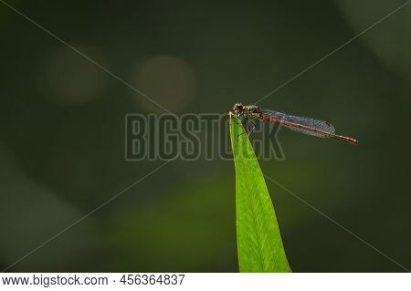 A Large Red Damselfly (pyrrhosoma Nymphula) Resting On A Grass, Sunny Day In Summer, Vienna (austria