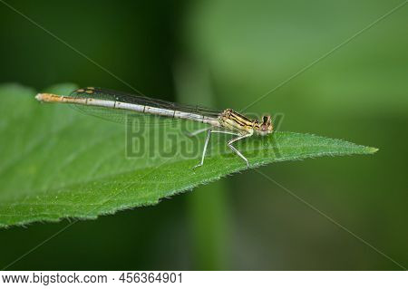 A Common Winter Damselfly (sympecma Fusca) Resting On A Leaf, Springtime, Vienna (austria)
