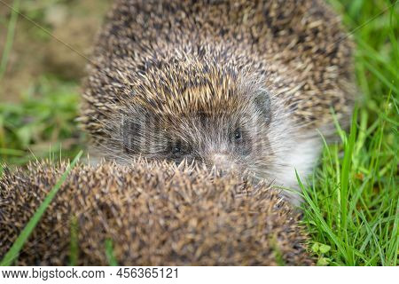 Two Hedgehogs (erinaceus Roumanicus) Resting In The Meadow In A Garden, Cloudy Day In Springtime, Vi