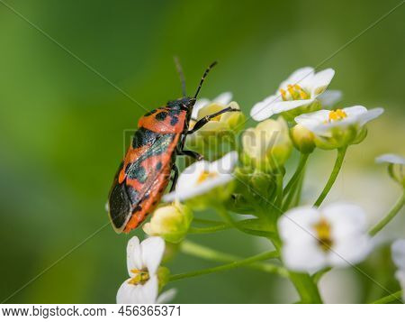 A Black Red Cabbage Bug (eurydema Ornata) Sitting On A White Flower, Sunny Day In Springtime, Vienna