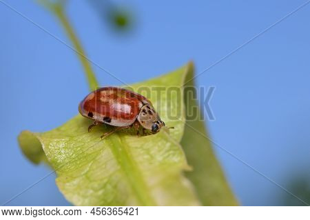 A Four Spot Lady Beetle (harmonia Quadripunctata) Sitting On A Green Leaf, Sunny Day In Springtime, 