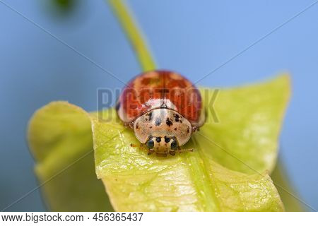 A Four Spot Lady Beetle (harmonia Quadripunctata) Sitting On A Green Leaf, Sunny Day In Springtime, 