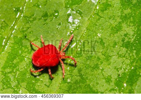 A Red Velvet Mite Isolated On A Green Leaf.