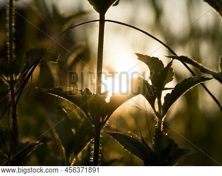 Sillhouette Of Grass And Lalang Plant At Sinrise