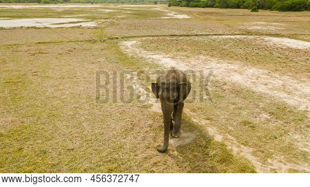Wild Elephant In The National Park Of Sri Lanka.