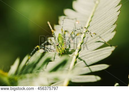 Spiders Lurk On The Leaves.
