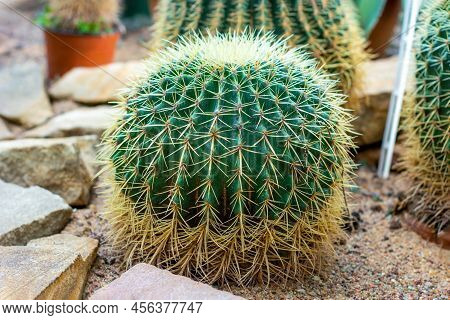 Green Round Thorny Golden Barrel Cactus (echinocactus Grusonii Or Kroenleinia Grusonii) Plant With N