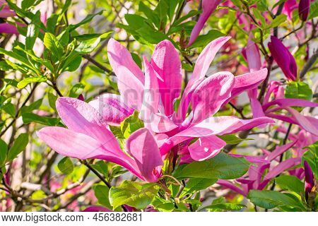 Bright Pink Magnolia Susan Liliiflora Flowers With Green Leaves In The Garden In Spring.