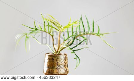 Philodendron Bipinnatifidum Tortum Is A Rare Aroid House Plant With Lancet Shape Deeply Lobed Leaves