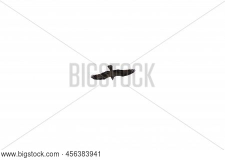 A Flying Eagel Isolated On A White Backgound.