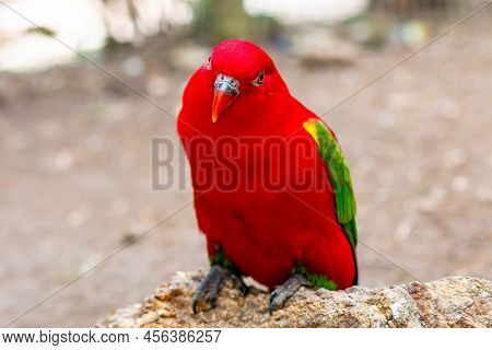 Eclectus Parrot, Eclectus Roratus Sitting On A Tree Branch