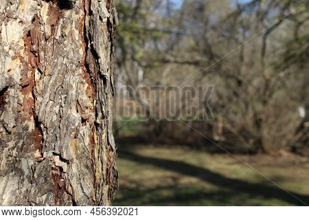 Nature Forest Background. Selective Focus Photo With Old Tree Trunk In The Foreground. Tree Bark Clo