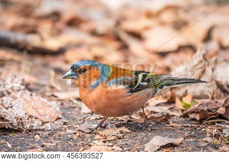 Common Chaffinch, Fringilla Coelebs, Sits On The Ground In Spring. Common Chaffinch In Wildlife.