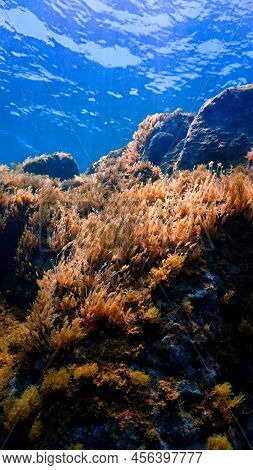 Beautiful And Colorful Algea And Plants. Underwater Photo From A Scuba Dive In The Atlantic Ocean.