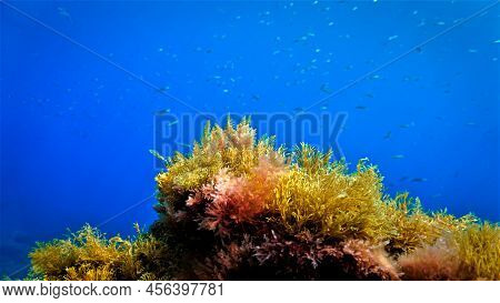 Beautiful And Colorful Algea And Plants. Underwater Photo From A Scuba Dive In The Atlantic Ocean.