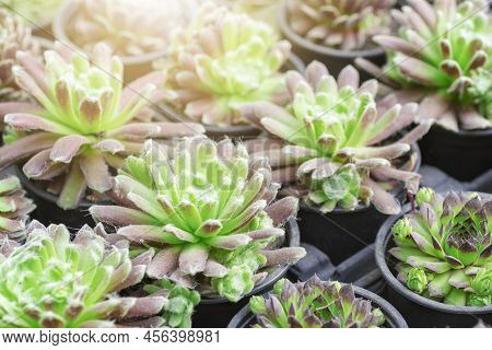 Green Sempervivum Arachnoideum Potted Plant. Succulent Closeup