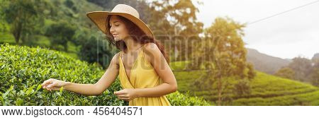 Traveler Woman Picking Up Green Tea Leaves In Hand During Her Travel To Famous Nature Landmark Tea P
