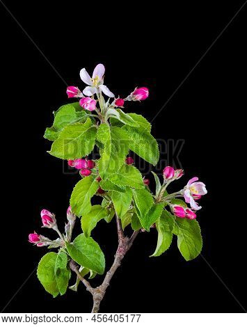 Flowering apple branch with buds isolated on black background