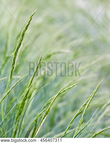 Decorative Grass Blue Fescue. Festuca Glauca Spikelets. Natural Background.
