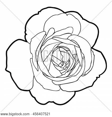 Drawing Of Rose Flower