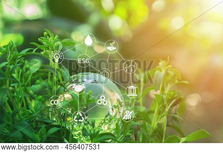 Environment Day World Concept - Globe Glass In Green Forest With Sunlight In Nature And Abstract Ico